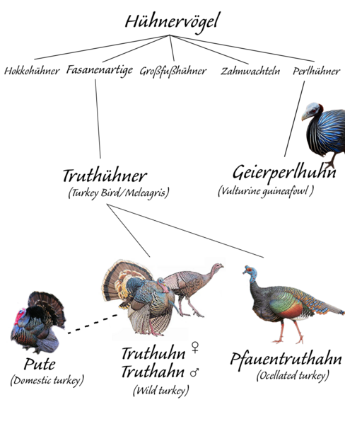Datei:Truthahn-geierperlhuhn.png
